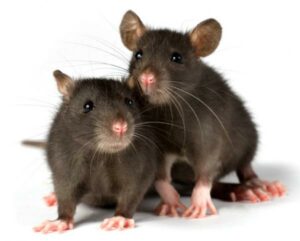 rats-together