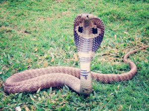stuffed king cobra