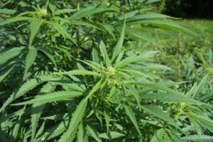 Cannabis_sativa_plant_4