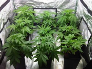 cannabis-grow-tent