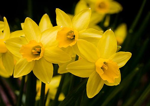 Poison daffodils should not be confused with food, say authorities ...