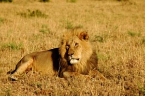 lion-1567788-1598x1061