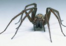 The coming of the arachnids: Irish homes under siege by giant spiders