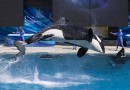 SeaWorld to end its killer whale show amidst criticism