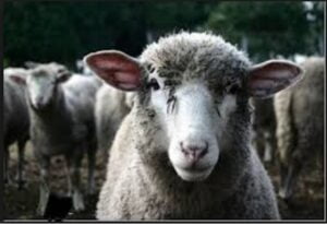 sheep