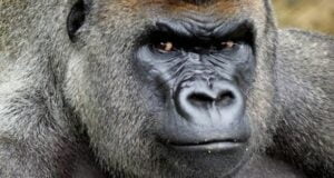 gorilla