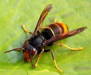 velutina