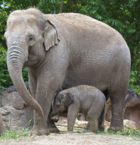 elephant-calf-at-dublinzoo-007