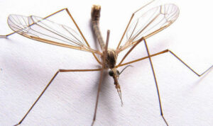 daddylonglegs