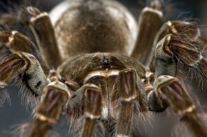 spider2