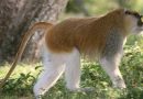 Thirteen monkeys perish at Woburn Safari Park after their enclosure catches fire