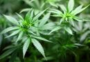 Germany legalizes possession of cannabis for personal use