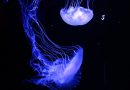 Local authorities warn swimmers of the presence of jellyfish around Irish coasts