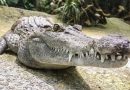 Family of 3-yr-old boy injured in crocodile enclosure thank staff who rescued him