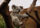 Local wildlife experts estimate that around 25,000 koalas have died at Kangaroo Island during the Australian bushfires