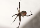 Autumn is on the way and so are the house spiders – here’s a few pesticide free tips and tricks to keep them out of your home, including the dreaded ‘false widow’