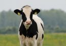 Ireland next? Denmark becomes the first country in the world to issue carbon tax on cows