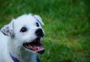 Electronic shock collar for dogs and cats to be banned in Ireland