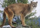Couple in the US rudely interrupted by mountain lion who came across them while they were chilling out in a hot tub