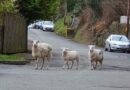 Residents of small Welsh village rise up against flock of feral sheep terrorising the area