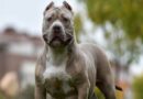Calls for Ireland to consider banning all XL bully dogs